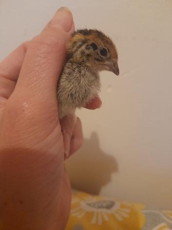 Unsexed Quail Chicks