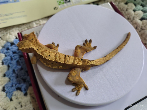 Crested gecko