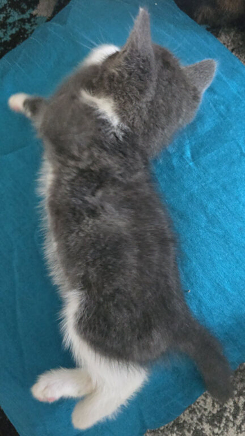 Last male left british blue short hair cross