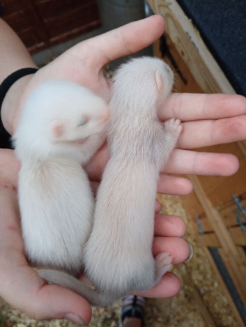 Semi - angora babies