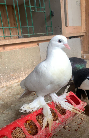 Beautiful tumbler birds