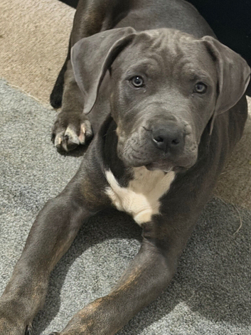 American bulldog mixed with mastiff