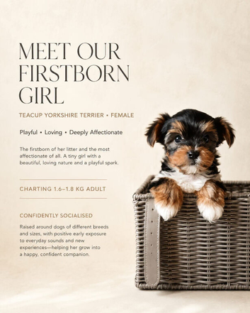 TEACUP TINY yorkie puppies charting 1.5-1.8kg