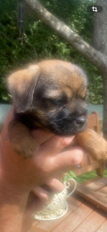 Border terrier pups