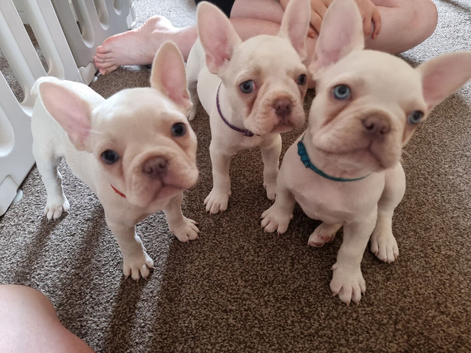 French bulldog puppies