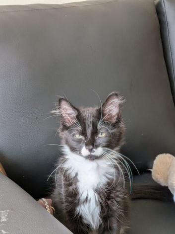 Handsome maincoon boy available