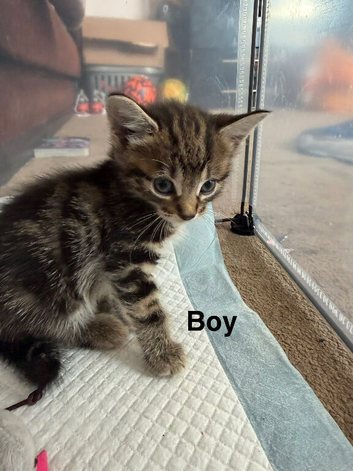 Tabby Kitten