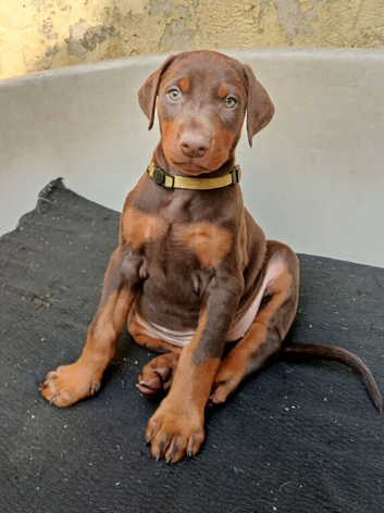 Dobermann puppies