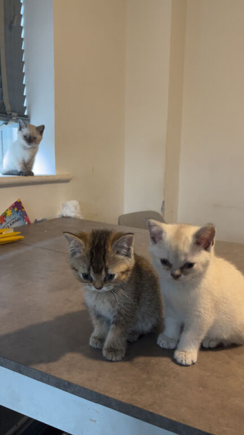 6 Beautiful British Shorthair Kittens &ndash;
