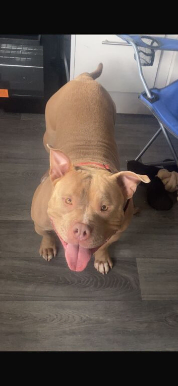 Female American pocket bully