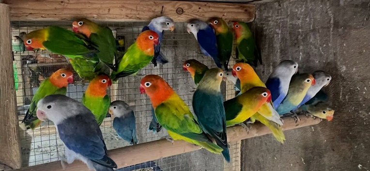 Cocktails lovebirds