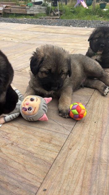 Puppies