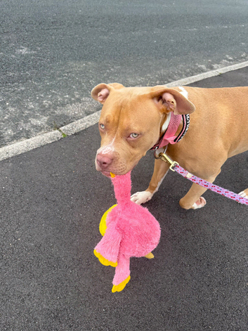 american staffy