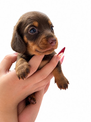 6 Gorgeous Dachshund Puppies - Longhair Gene