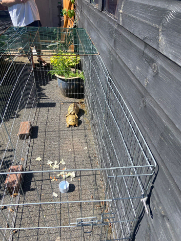 Horsfield female Tortoise
