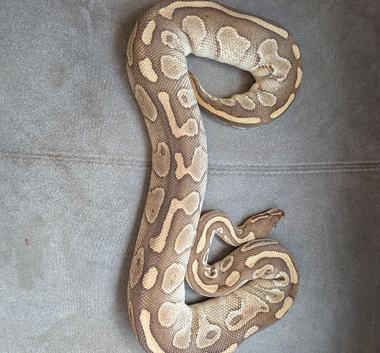 Lesser het clown