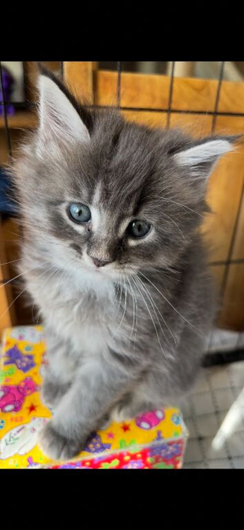 Beautiful Maine coons 8 weeks old