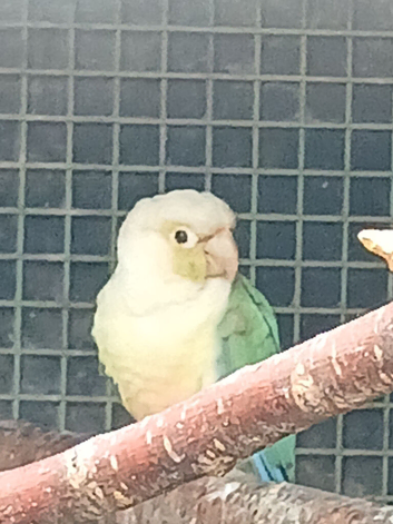 A mix of 12 conures now reduced in price