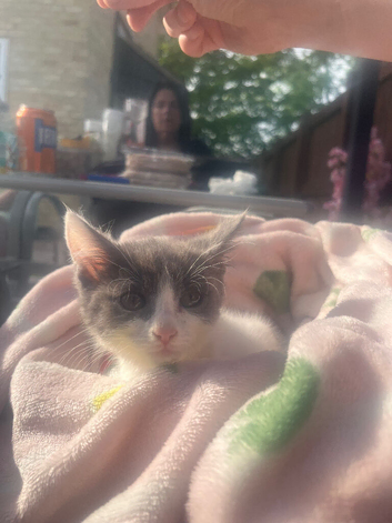 4 kittens for sale