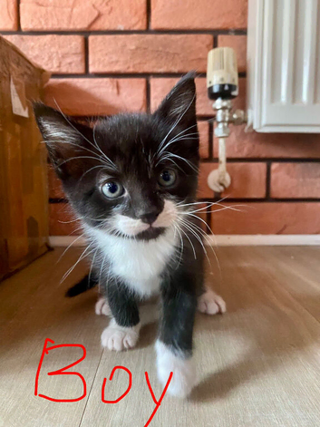 Kittens are looking for a new home- all reserved now