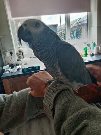 Male African grey parrot