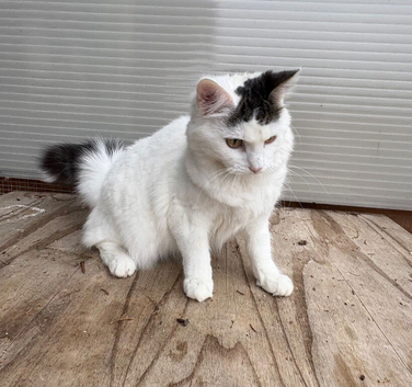 Fluffy white cat