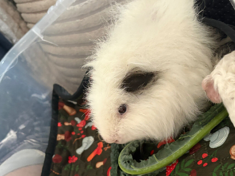 Guinea Pigs - FEMALES
