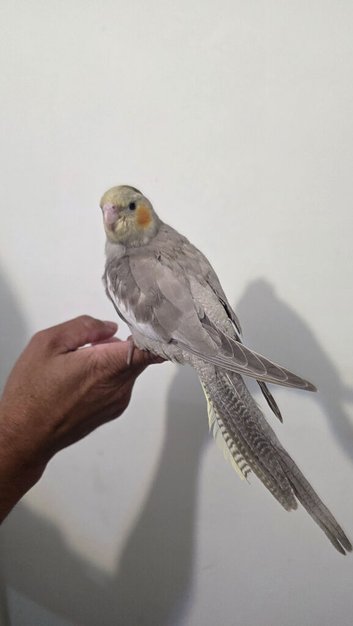 Hand Reared DNA male cockatiel