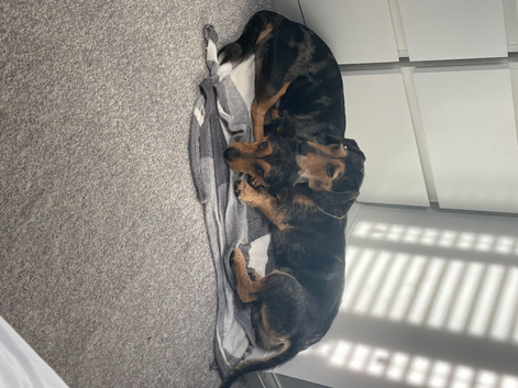 2 loving dachshunds