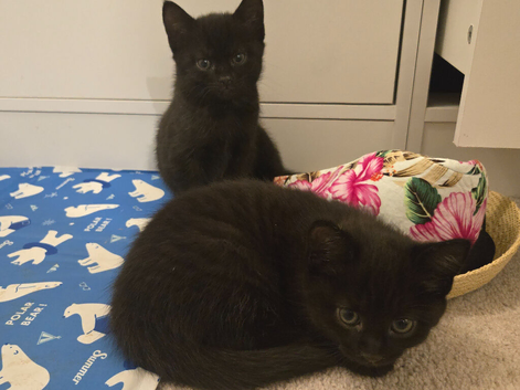 5 kittens for sale