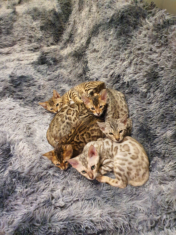 Stunning Pedigree Bengal Kittens.