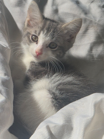 12 week old girl kitten, only white and grey one left