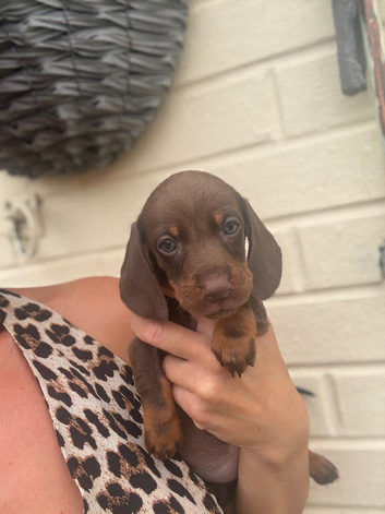 Dachshund chocolate and tan puppies