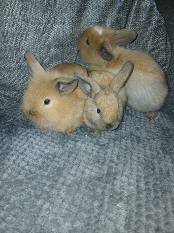 Lop lionhead rabbits for sale