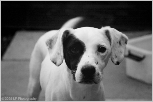 Jack Russel terrier up for stud