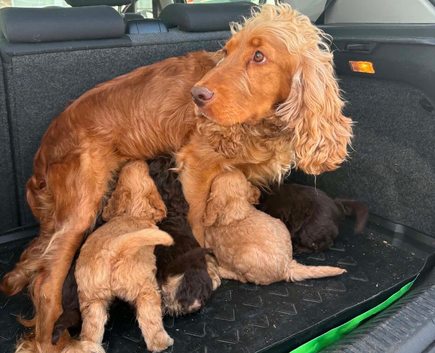 Cockerpoo puppies