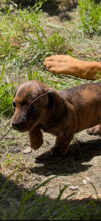 Miniature Dachshund girls