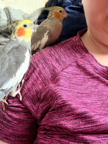 Pair of cockatiels 3 yrs old