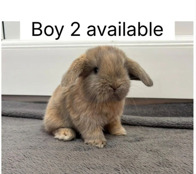 2 beautiful baby mini lops