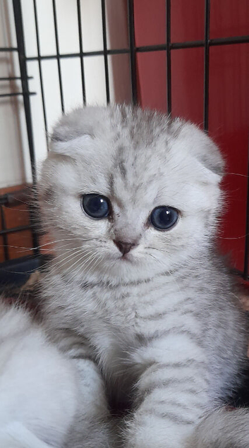 Fluffy Scottish folds