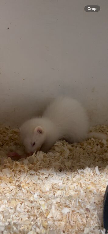 Albino hob ( black micro bred)