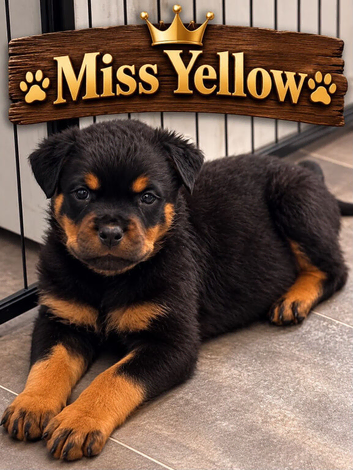 READY TO GO Rottweiler