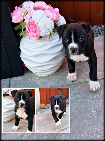 Staffordshire Bull Terrier Puppies ️