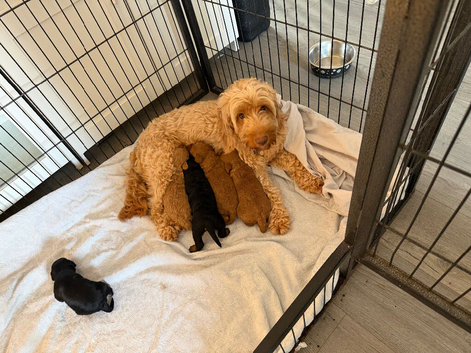 Beautiful litter of f1b cockapoos