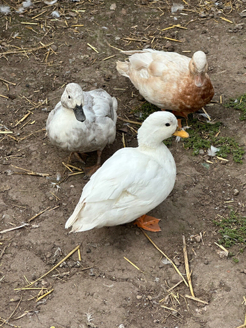 Call ducks