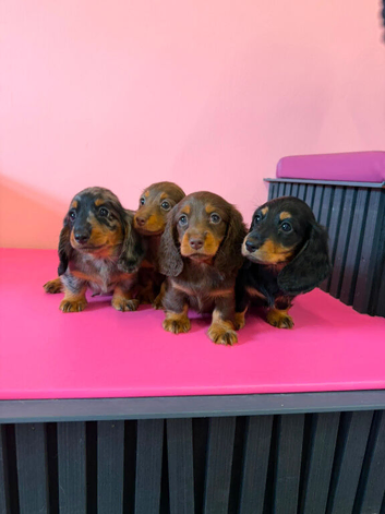 Kc long haired miniature dachshund