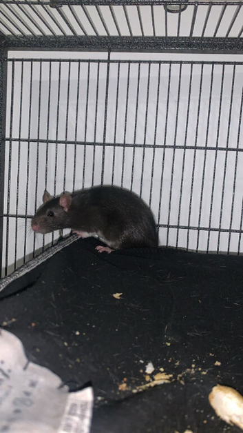 2 male rats