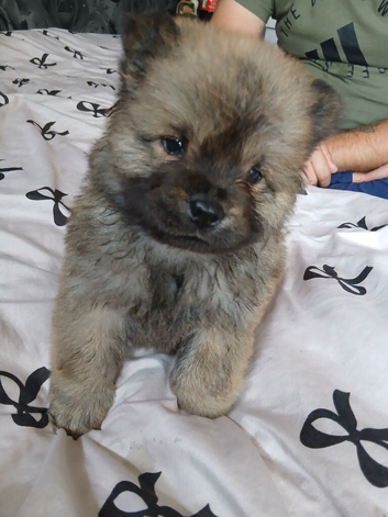 Chow chows