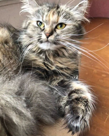 SIBERIAN FEMALE CAT