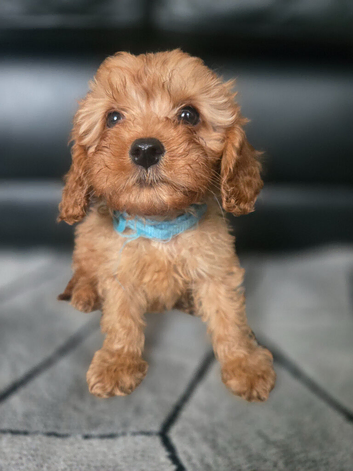 Beautiful cavapoo <last boy >
